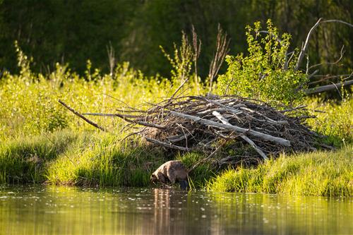 beaver lodge_flickr