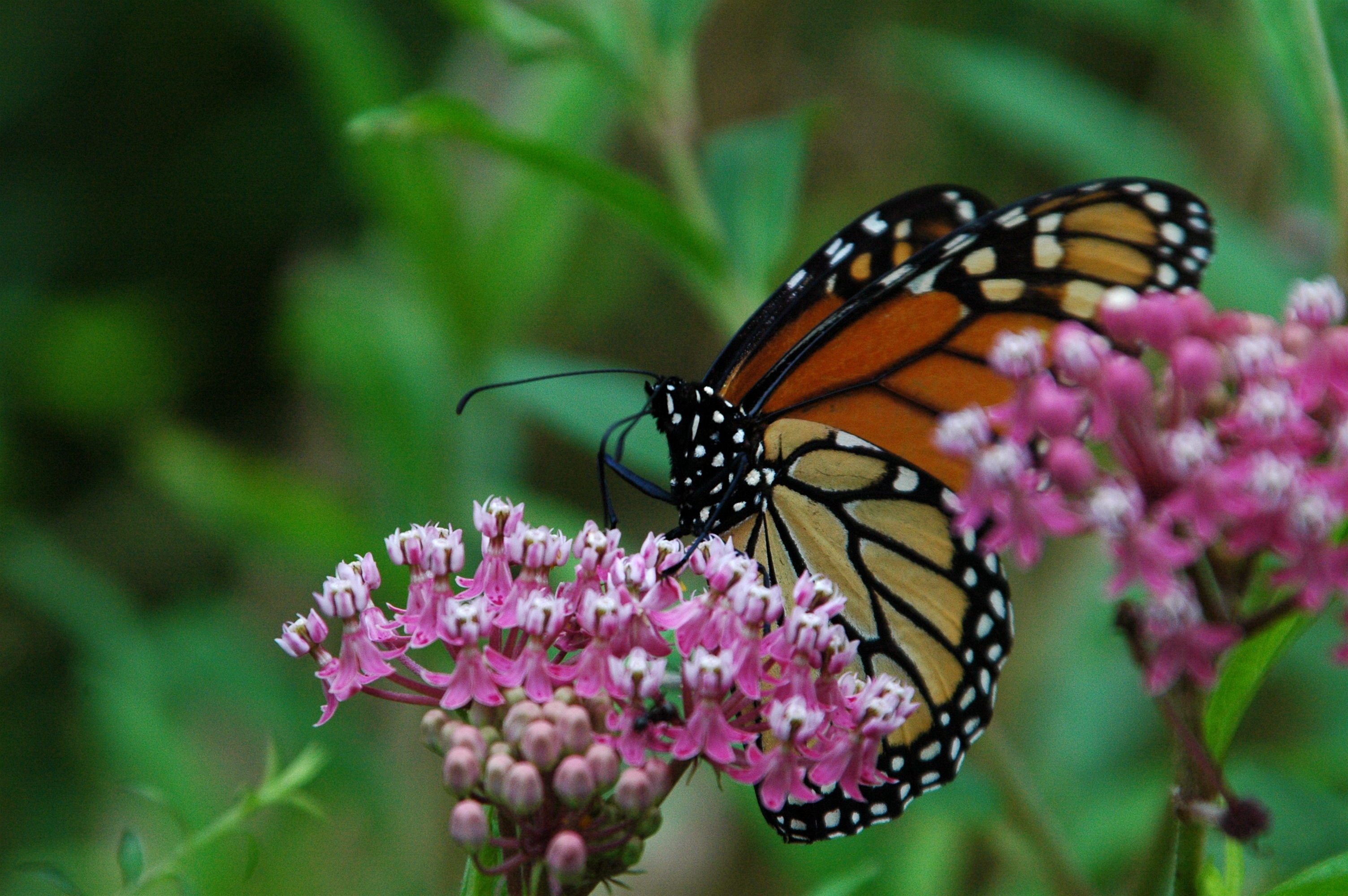 Milkweed